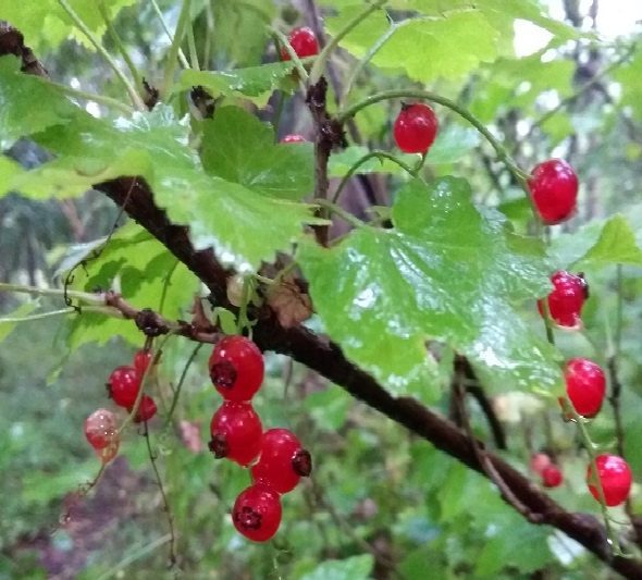 feral berries 1