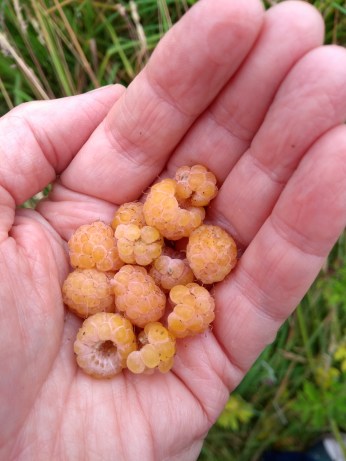 IMG_20190727_093257760