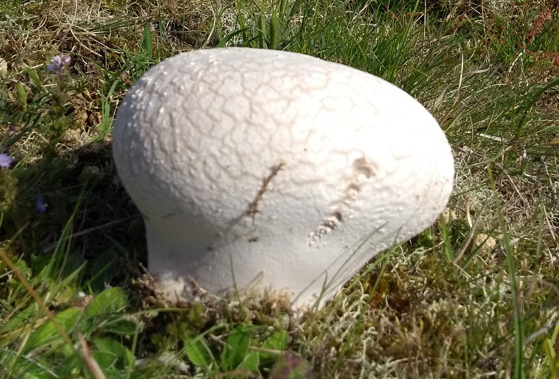 puffball