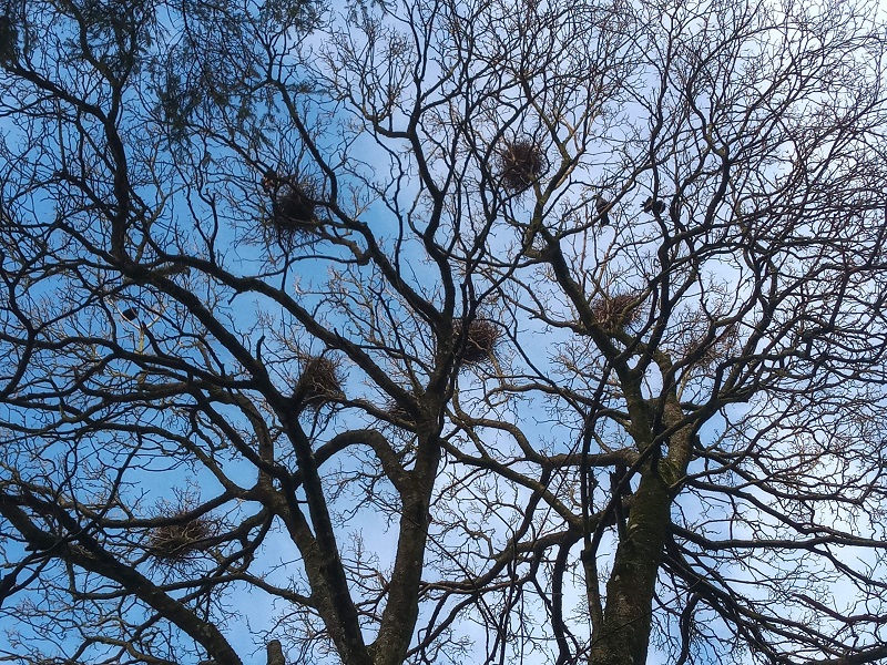 IMG_20200319_095953182