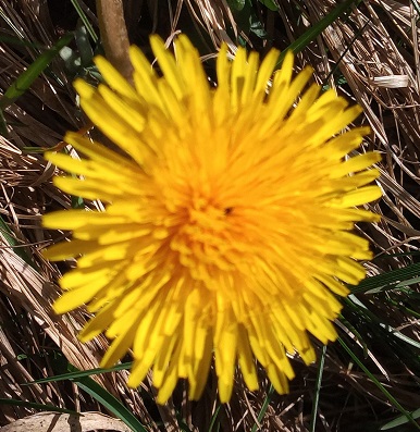 5mile dandelion