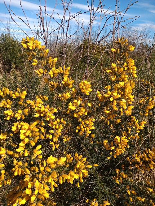 5mile gorse