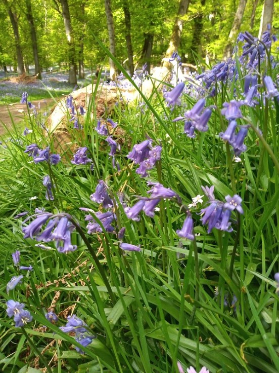 bluebells2020b