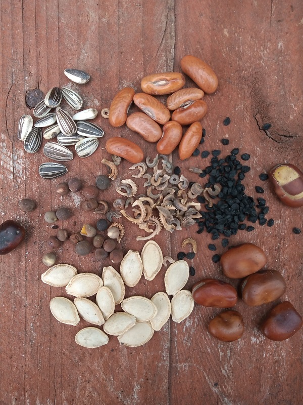 seeds2