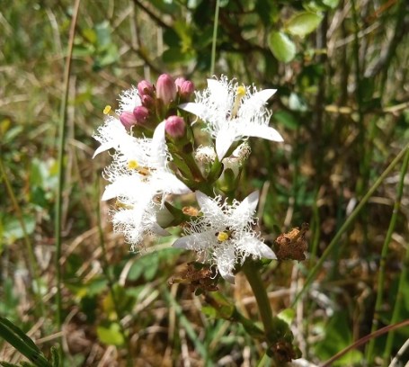 TWbogbean