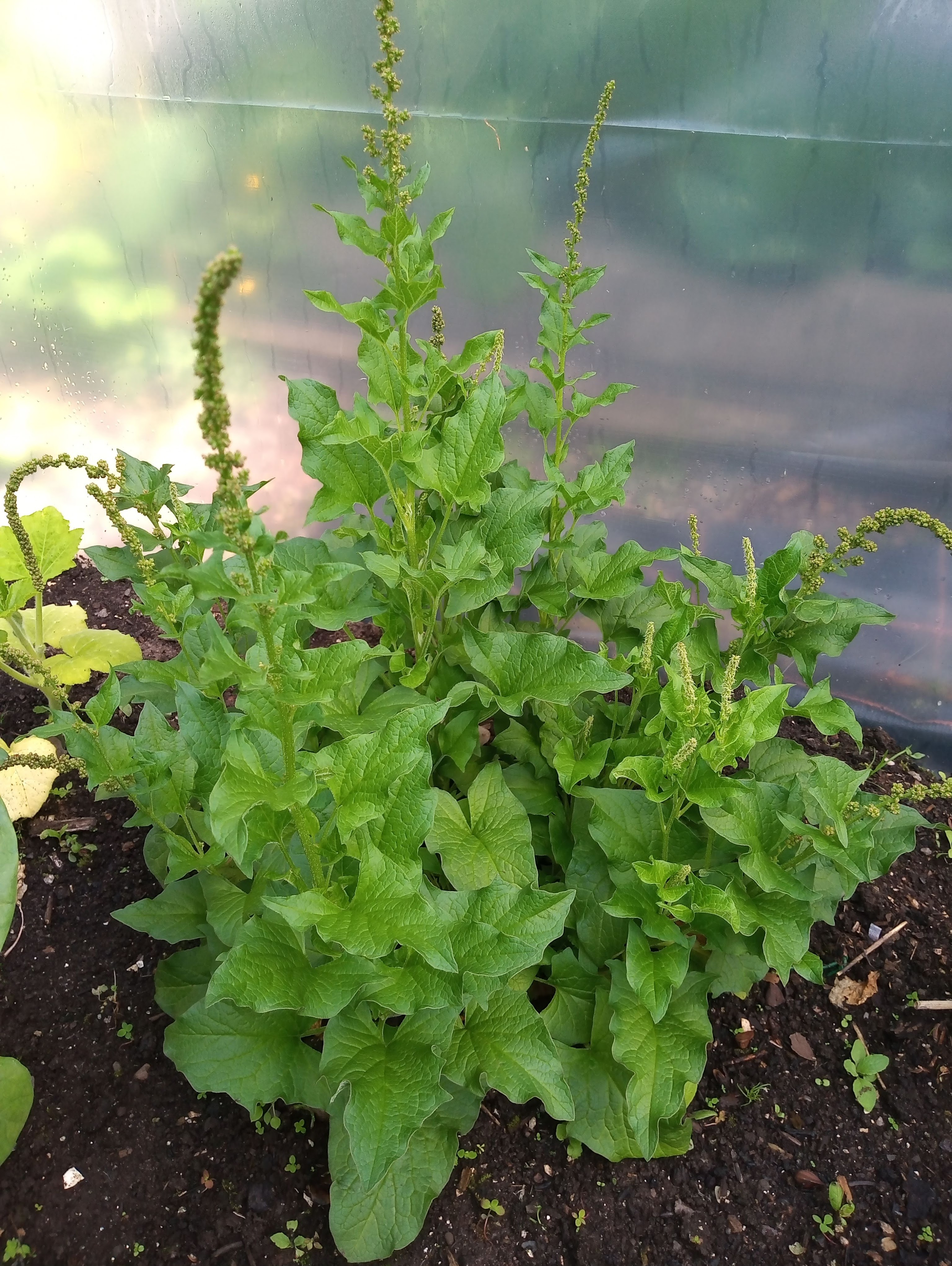 img_20200608_113818049