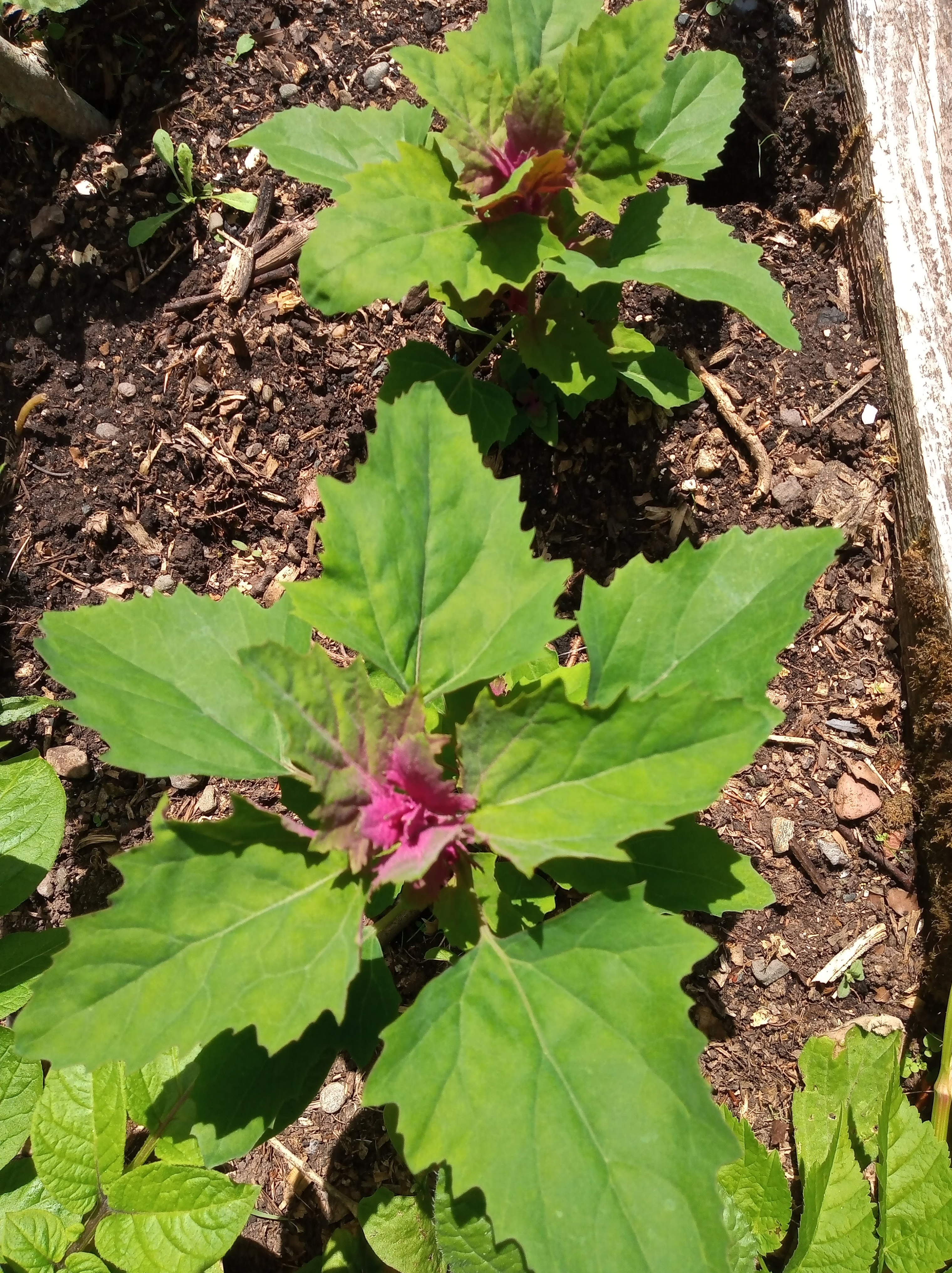 img_20200608_113943276