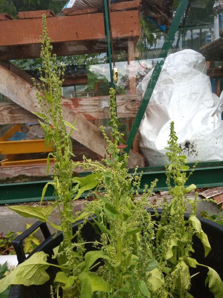 img_20200611_142433699