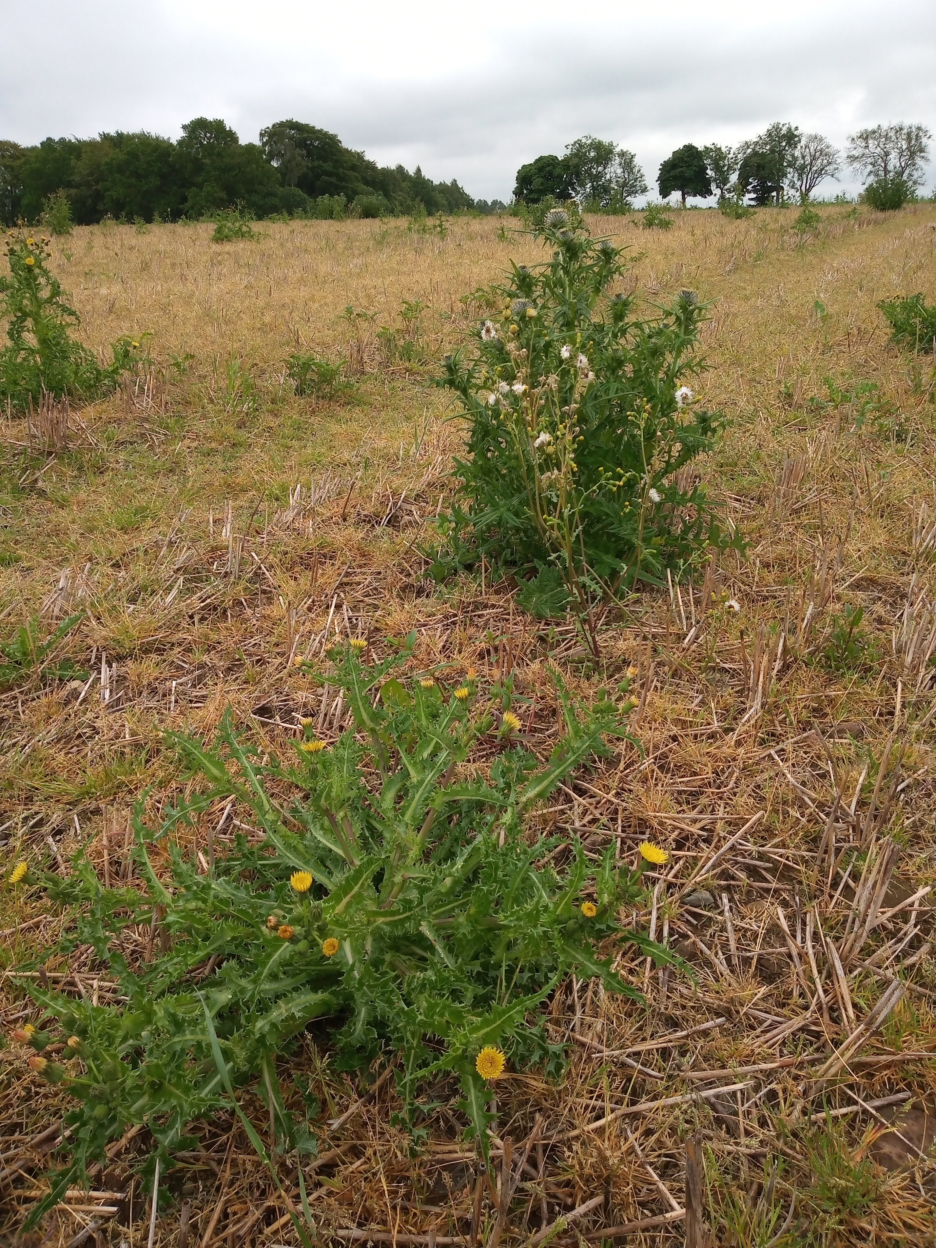 img_20200616_102431011